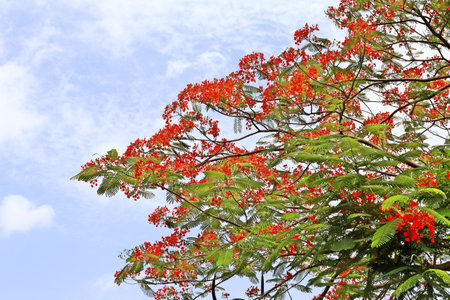 Flame tree with red flowers on blue sky background, Thailand.の写真素材