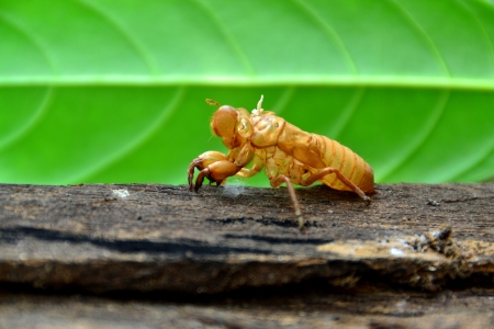 cicadaの写真素材