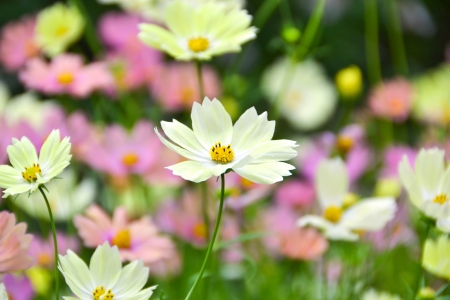 Cosmos Flowerの写真素材