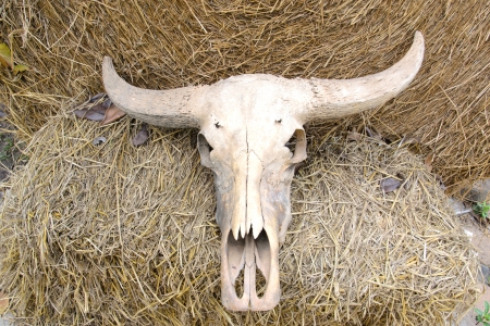 Buffalo skull on rice strawの写真素材