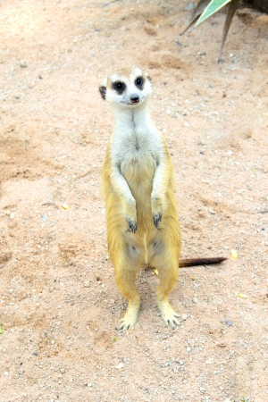 Meerkat or Suricate in Dusit Zoo, Thailand の写真素材