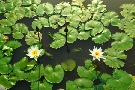 water Lily Flower or lotus flowerの写真素材