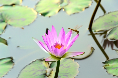 Water Lily Flower or lotus flowerの写真素材