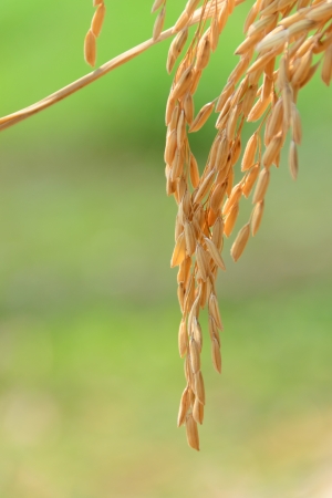 paddy riceの写真素材