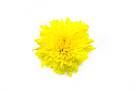 yellow chrysanthemums on white backgroundの写真素材