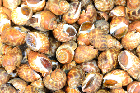 Fresh Spotted babylon in Thailand market ready for sale and use for ingredient