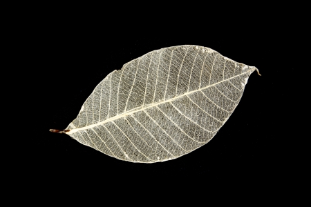dried rubber tree skeleton leaves on blackの写真素材
