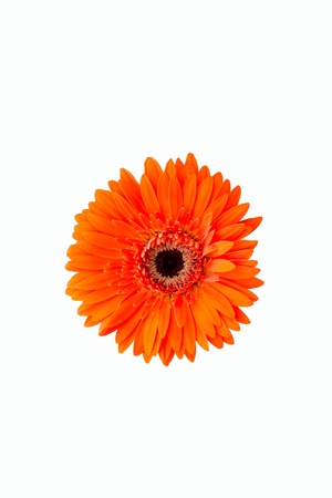 Gerberas in gardenの写真素材