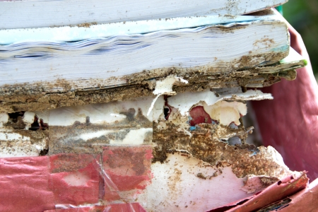 Book damaged by termitesの写真素材