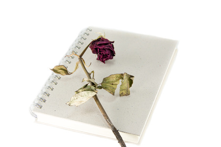 dried rose on  bookの写真素材