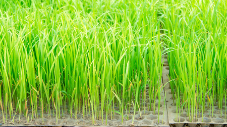 Young rice Seedling  (14 days old)の写真素材