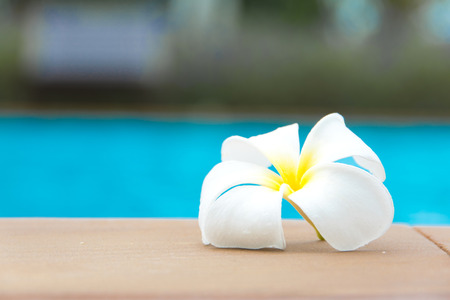 plumeria flower on poolの写真素材