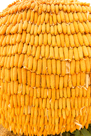 dried corns for food ingredientの写真素材