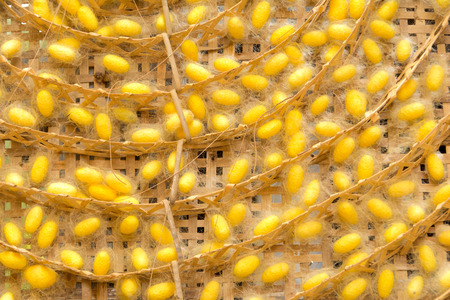 silk worm cocoons nestsの写真素材