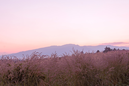 Sunset over mountain with Mission grass,Grass flowerの写真素材