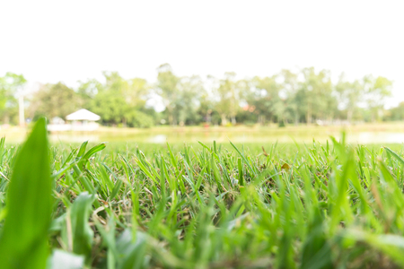 low angle view of green grass field with blur park backgroundの写真素材