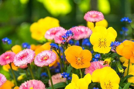 Colorful flowers in the garden