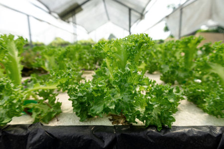 Fresh hydroponic vegetable ,Frill ice Iceberg Plant organic salad vegetables