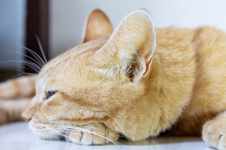 Cat with yellow ears due to liver disease and pancreatitis, feline health problems