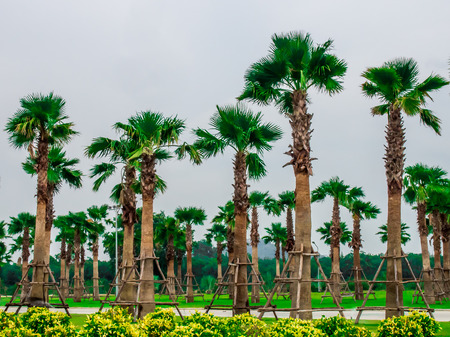 A garden of palm trees.の写真素材