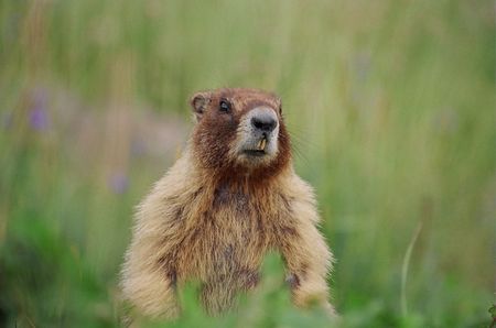 Marmotの写真素材