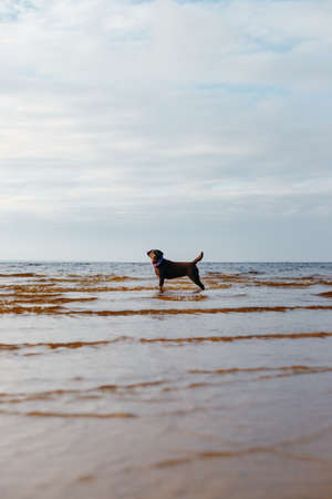 dog of dark coloring, labrador breed on the beach stands in the seaの写真素材