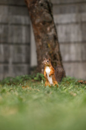 red squirrel with white breasts stands on its hind legs on a green lawn in the park, against the...
