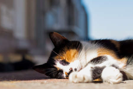 Cute cat sleeping and laying down in street on a sunny day.の写真素材