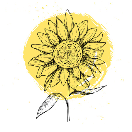 Hand drawn vector illustration - Sunflowers. Vintageのイラスト素材