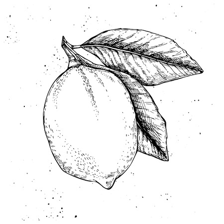 Hand drawn vector illustration - Lemonのイラスト素材