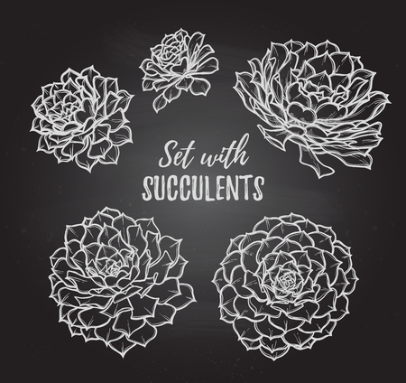 Hand drawn vector illustrations - set with succulents. Sketch on chalky background. Perfect for Wedding invitation, greeting card, poscard, poster, textile etc.のイラスト素材