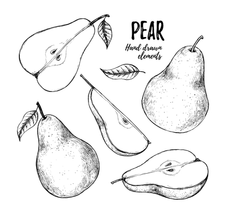 Hand drawn vector illustration - Set of slices pear, pears and leaves. Design elements in sketch style. Perfect for menu, cards, posters, prints, packaging etcSliced pears.のイラスト素材