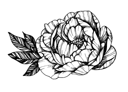 Hand drawn vector illustration - Peony flower. Floral Tattoo sketch. Perfect for tattooing, invitations, greeting cards, quotes, blogs, posters etc.のイラスト素材