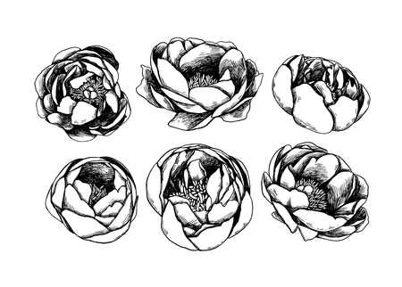 Hand drawn Vector illustrations - set of peoniy flowers. Floral design elements isolated on white background. Tattoo. Perfect for tattooing, invitations, greeting cards, blogs, posters etc.のイラスト素材