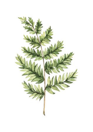Botanical watercolor clipart. Green fern with greenery leaves. Poster with herbal plant illustration. Floral Design elements. Perfect for wedding invitation, greeting card, blog, printの写真素材