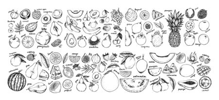 Hand drawn vector illustration - Collection of tropical and exotic Fruits. Healthy food elements. Apple, orange, papaya, coconut, mango, pear etc. Perfect for menu, packing, advertising, cooking bookのイラスト素材