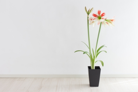 Potted amaryllis in a roomの素材 [FY31017187278]