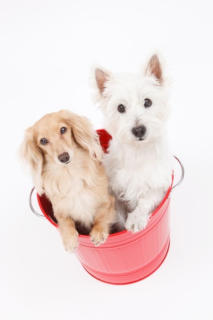 Two cute dogs that went into the bucketの写真素材