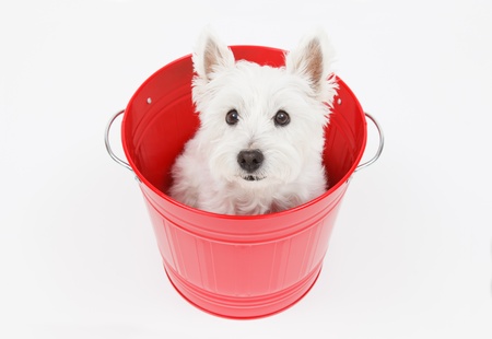 Cute white terrier dog that went into the bucketの写真素材