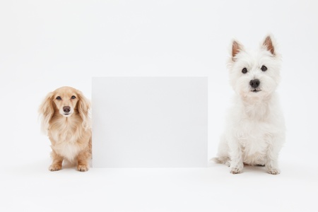 Terrier and dachshund and blank signの写真素材