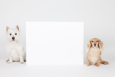 Terrier and dachshund and blank signの写真素材