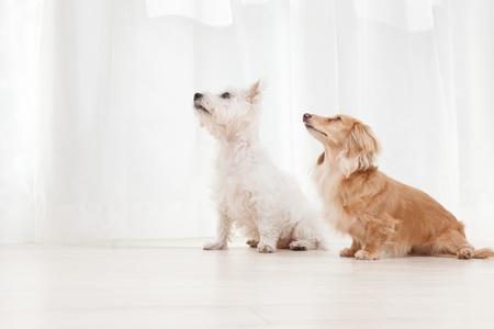 Terrier and dachshund in white backgroundの写真素材
