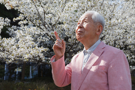 Senior cherry blossomの写真素材