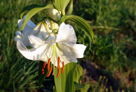 white lily flower in natureの写真素材