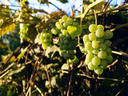 bunch of white grapes hanging on the vine at sunset