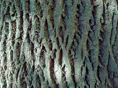 thick bark tree macro background