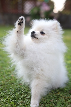 Cute white pomeranian dog in green summer grass.の写真素材