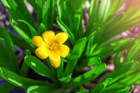 Beautiful yellow flower on green. Intense coloring and saturationの写真素材