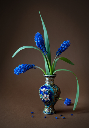 Flowers of hyacinths in blue weight on a dark backgroundの写真素材