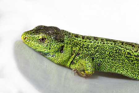 Sand lizard, Lacerta agilis. The male lizard in breeding green color on a white background.の写真素材